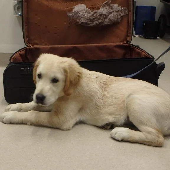 A suitcase is no place for a pup