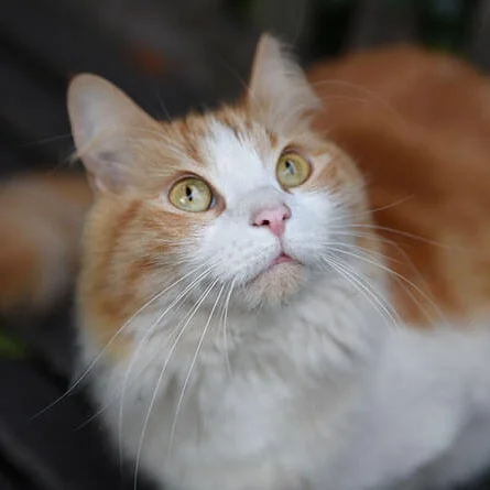 Snakes and pets: What to do