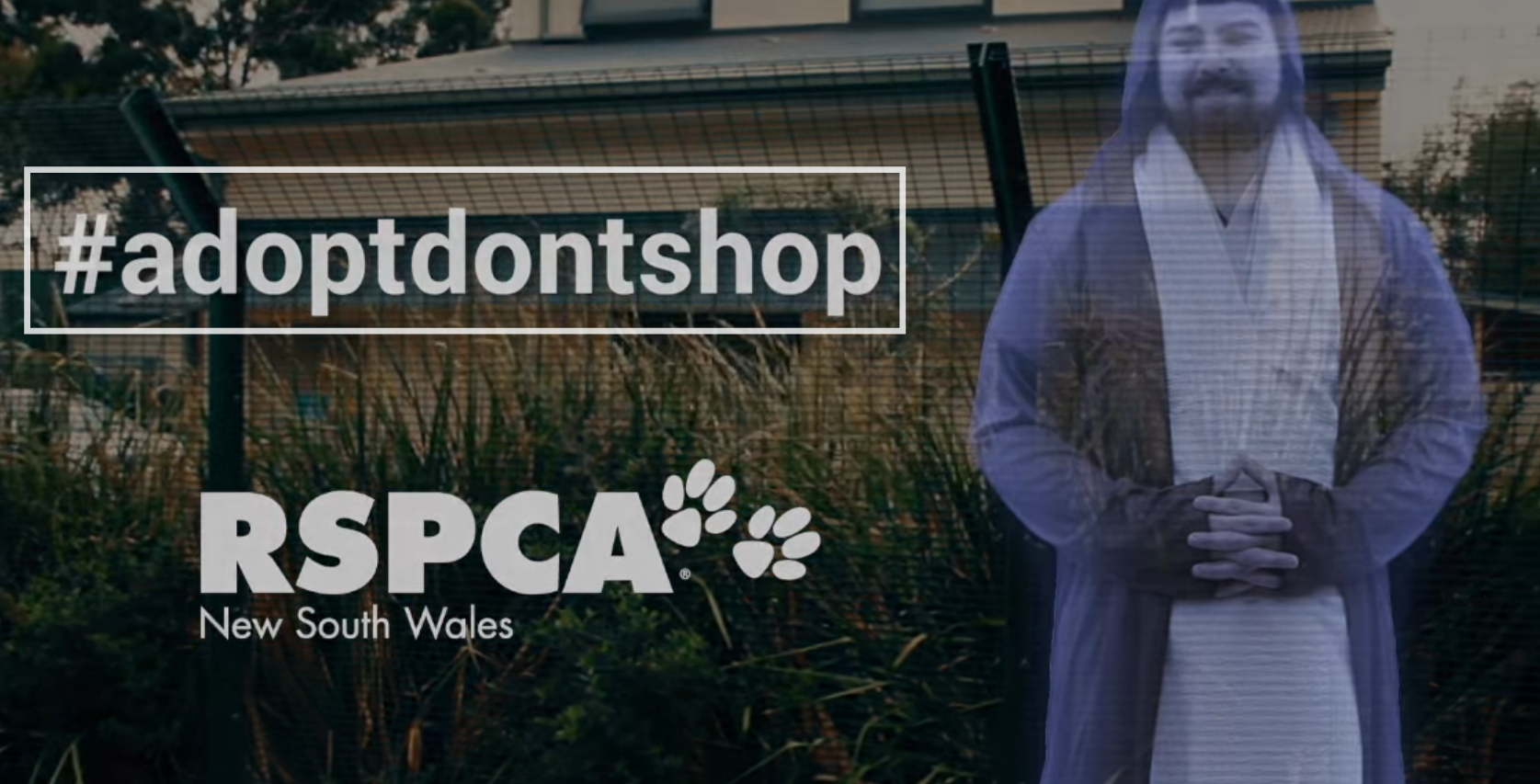 Star Paws - These are the dogs you're looking for