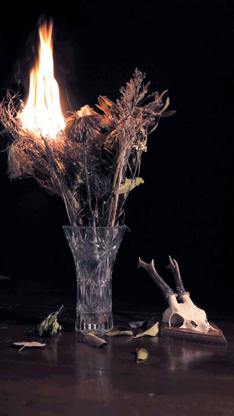 cinemagraph animated gif of dried boquet fire and deer skull
