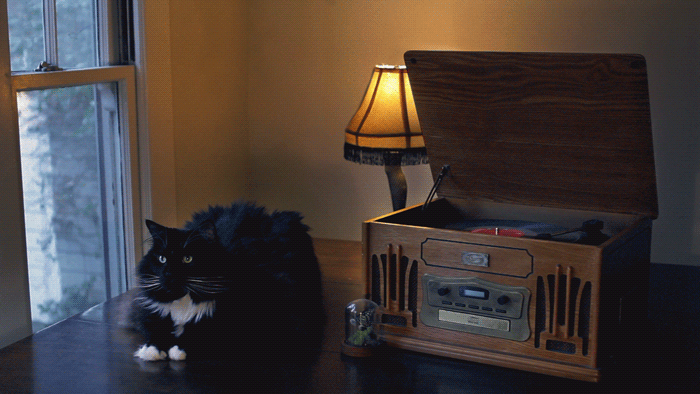 cinemagraph animated gif of cat and vintage record player