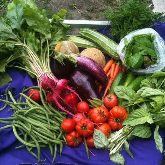 Would you like a weekly veggie box?