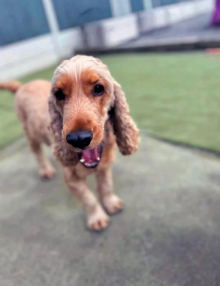 Close-up of a happy dog during outdoor play at Elite Dog Services dog day care in Kilcoole, Co. Wicklow.