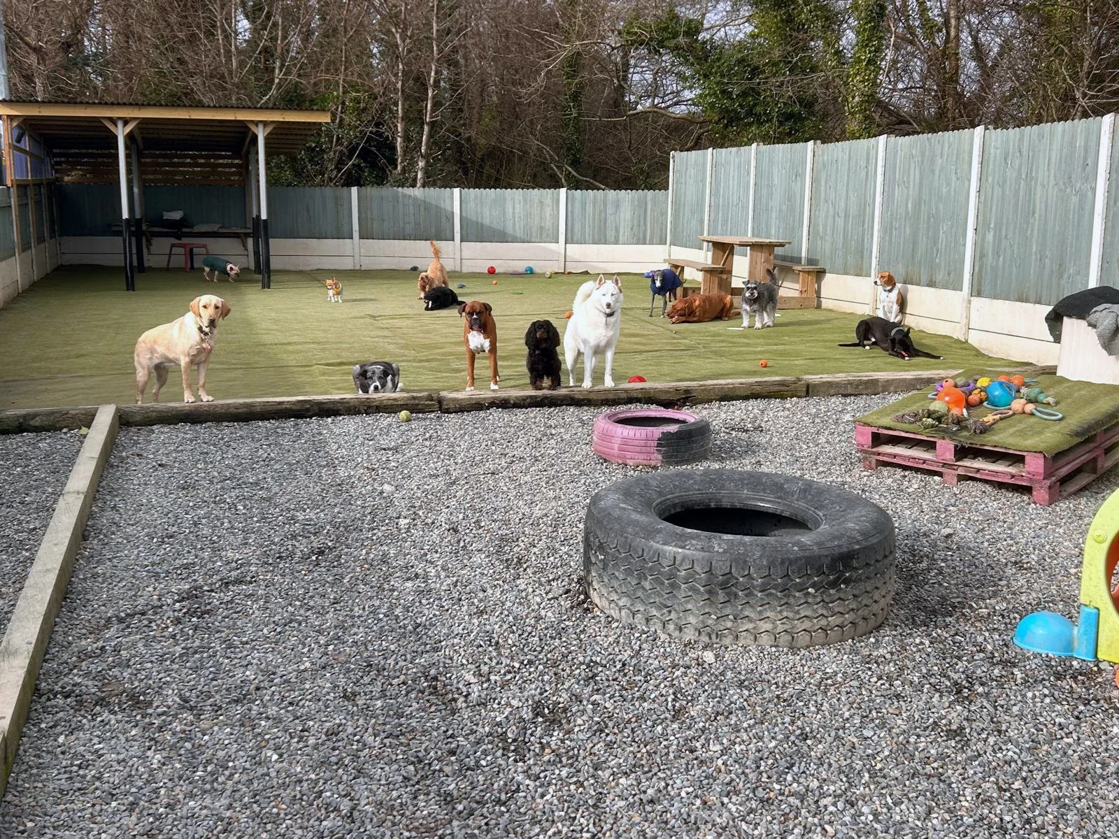 elite dogs day care wicklow.jpeg