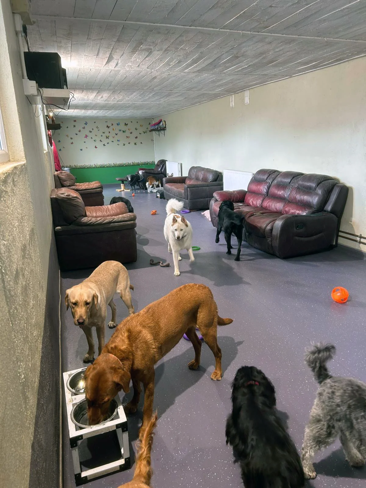 Indoor Dog Day Care at Elite Dog Services Kilcoole.jpg