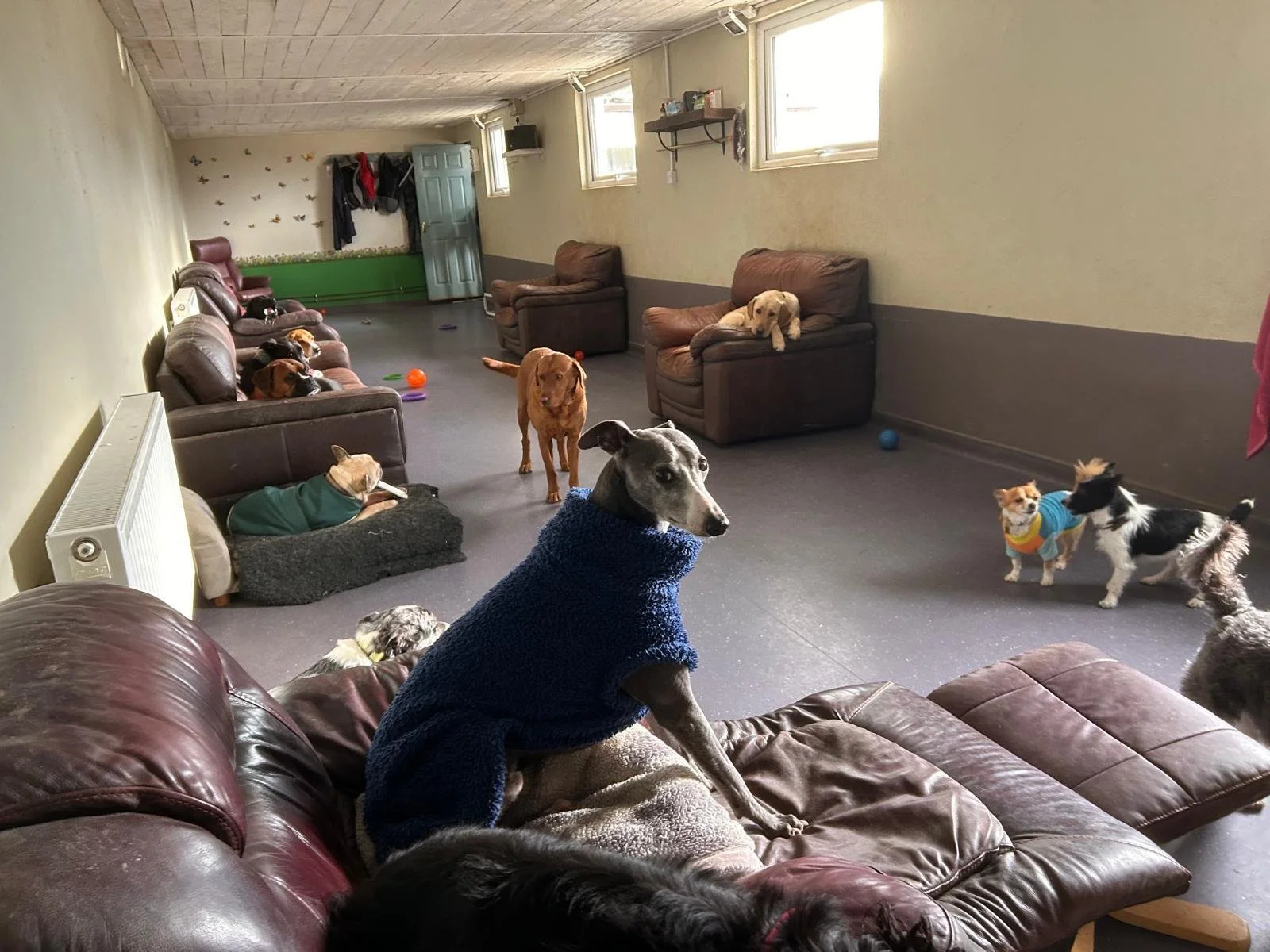 interior with dogs.jpeg