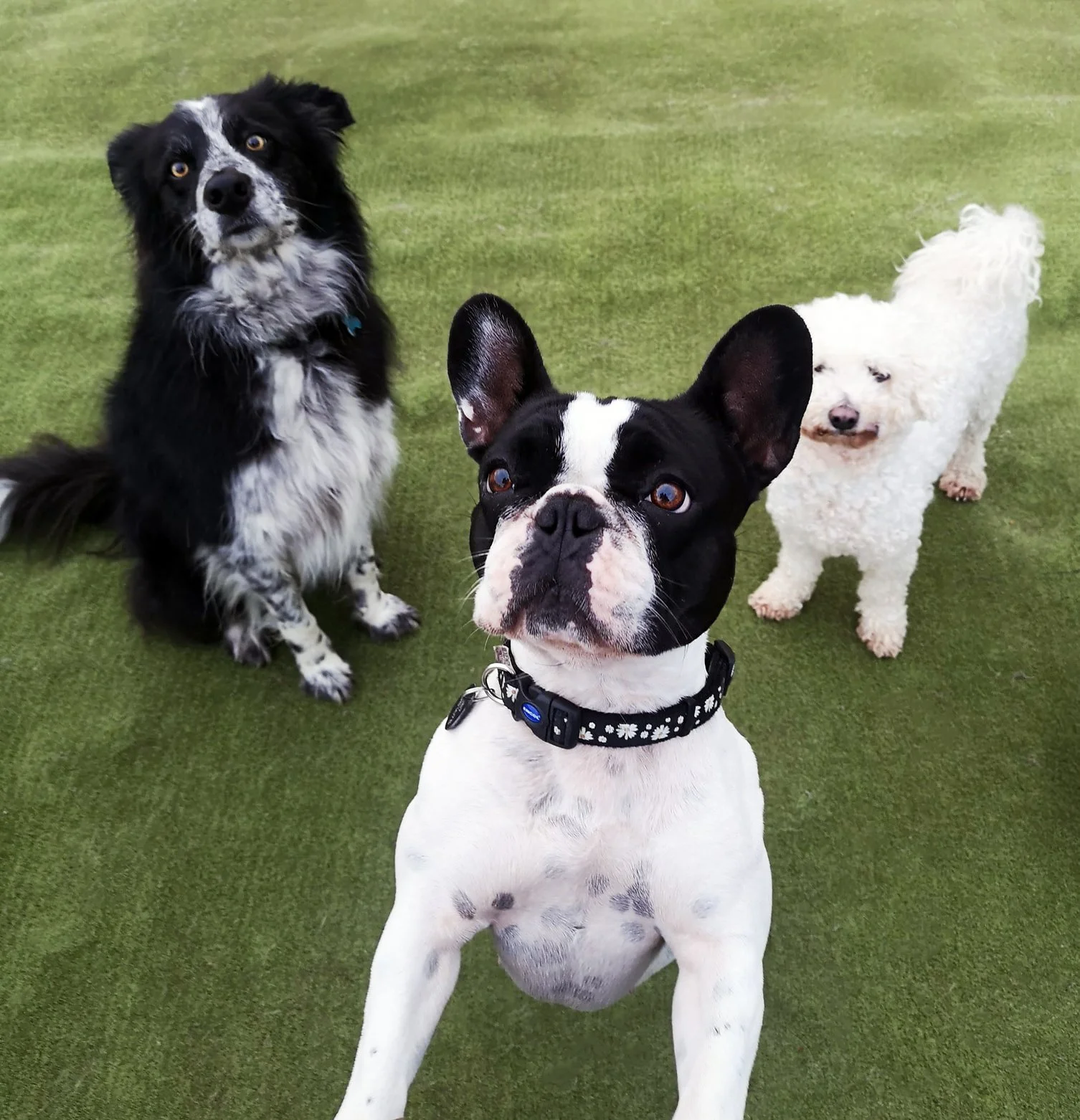 Three dogs sitting attentively during small group dog day care at Elite Dog Services in Kilcoole, Co. Wicklow.