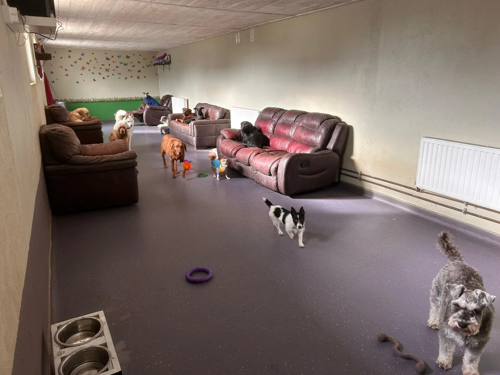 interior with  dogs 2.jpeg