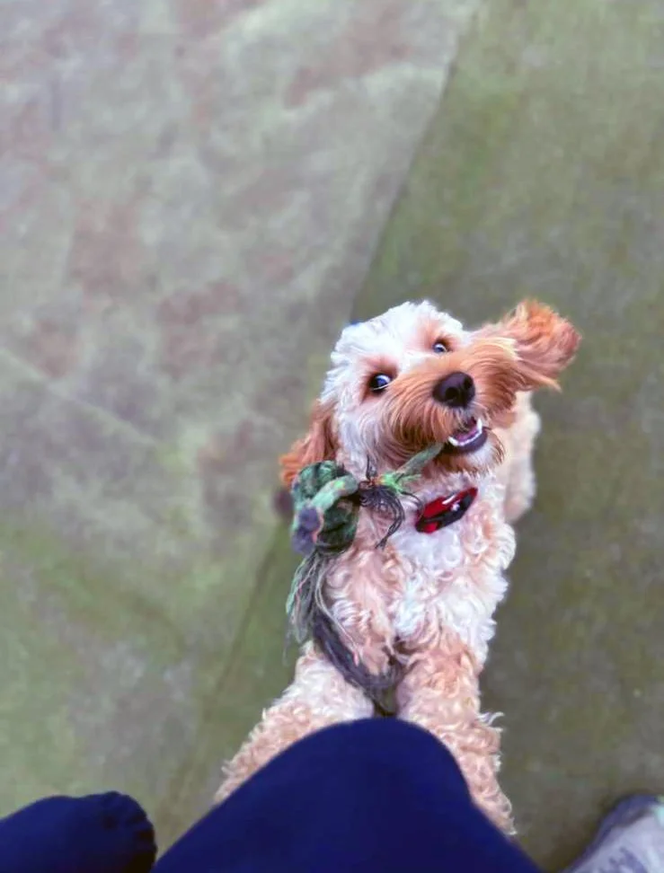 Small dog playing with a rope toy during supervised dog day care at Elite Dog Services in Kilcoole, Co. Wicklow.