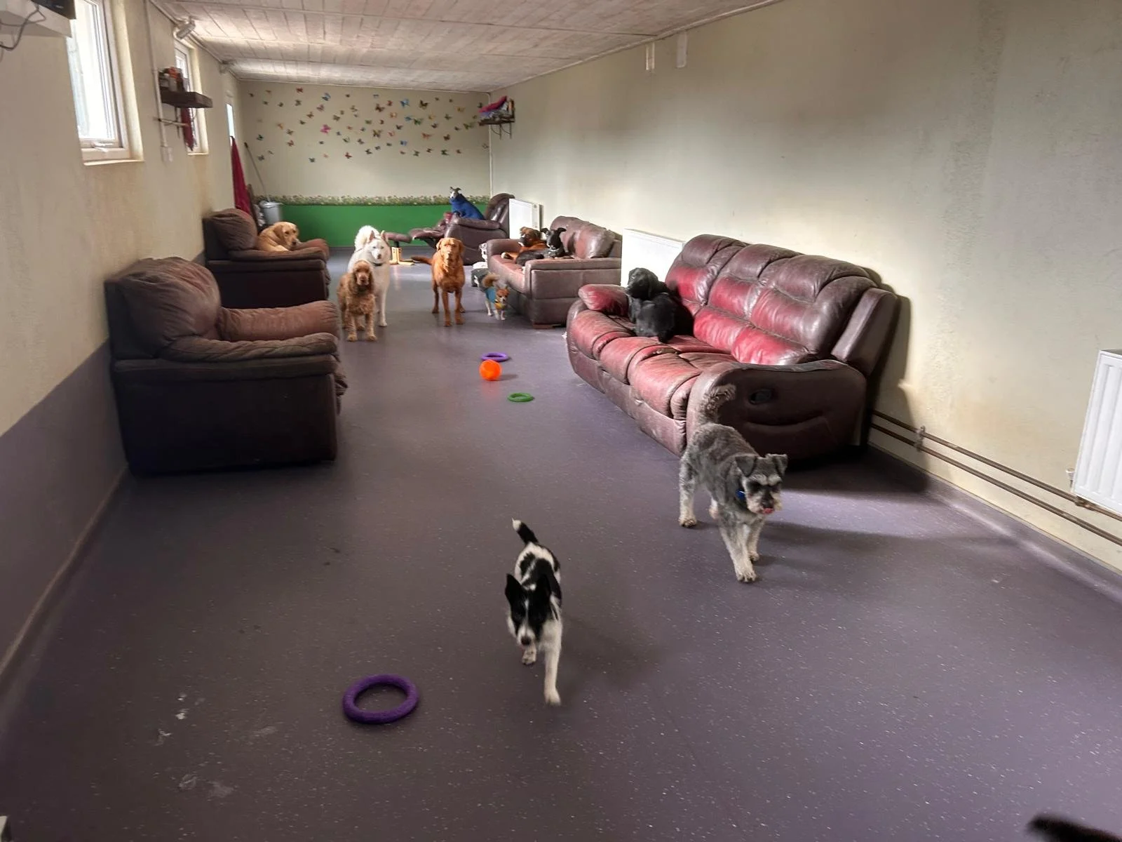 interior with  dogs 3.jpeg