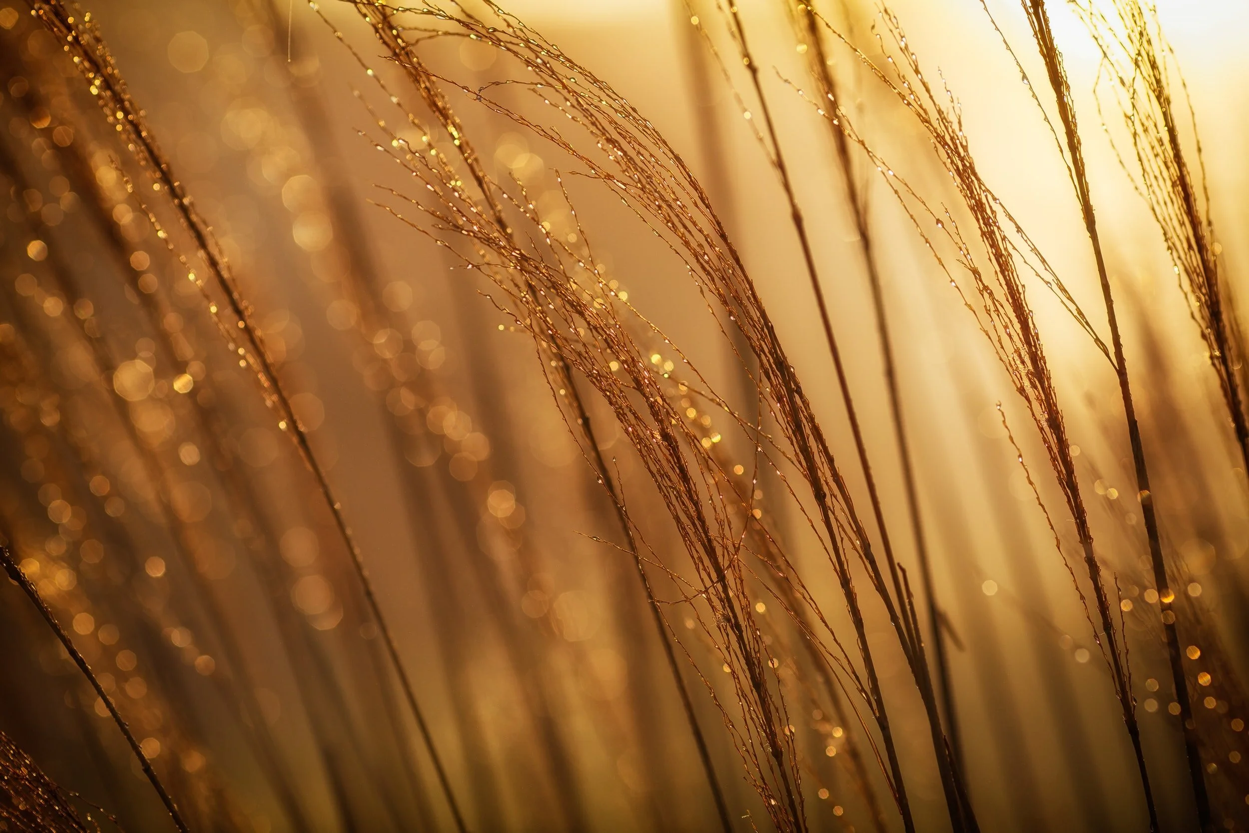 Humility, the Key to God's Glory