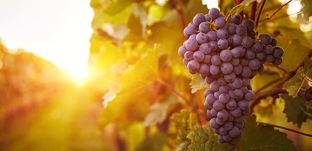 Break Old Wine Skins For A New Vision