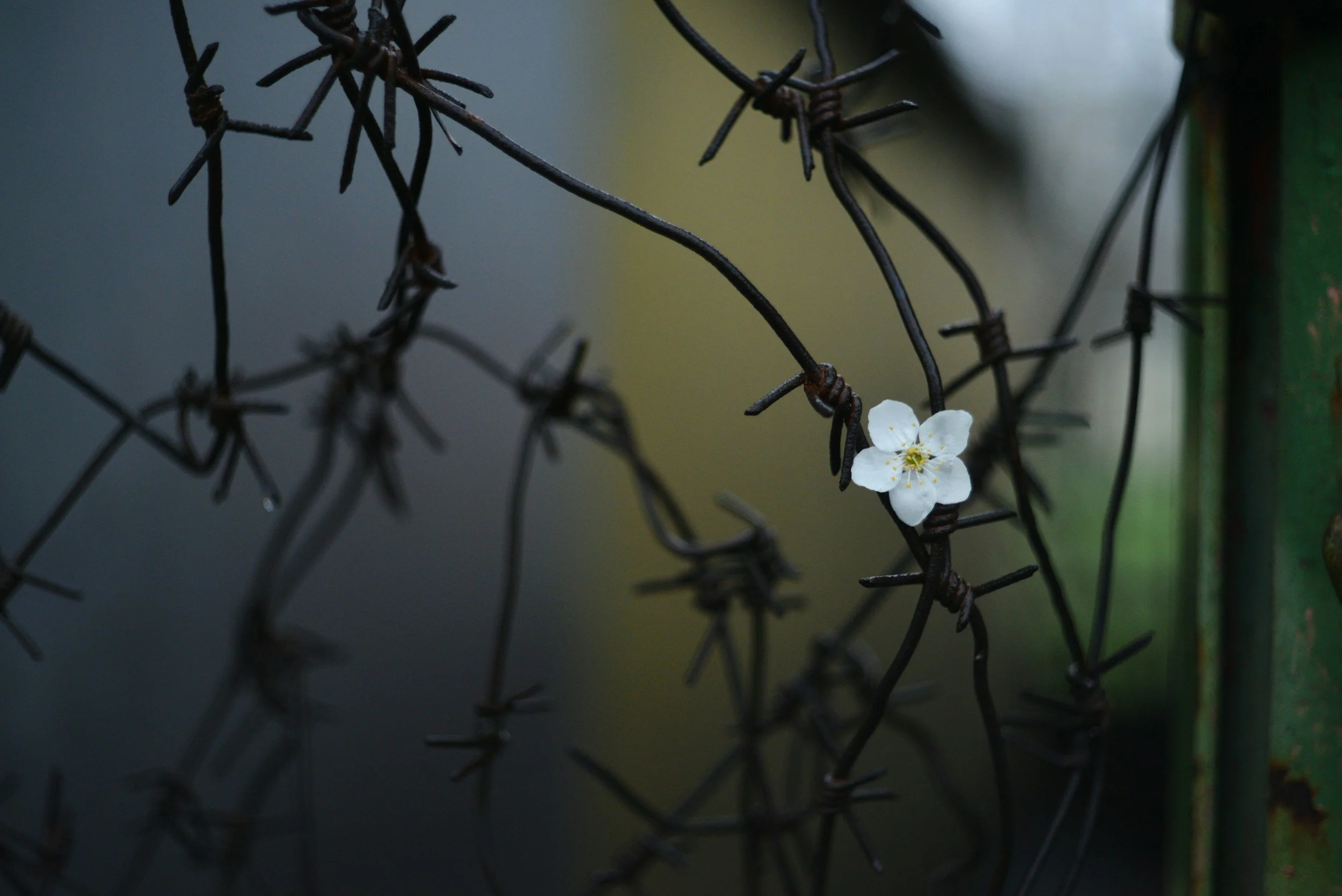 Persuaded Of Better Things Than Thorns And Briers