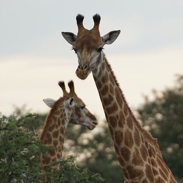 Good Morning! Our first sunrise #safari #wildlife  #giraffes 🇿🇦#Africa #offroad #naturesplayground #traveltheworld #otbyear