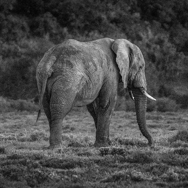 🐘#sunset #safari #closeencounters #firstsighting #elephant #bigfive #africa #otbyear #aroundtheworldandback 📷@kitnoble @natgeowild @amakhala