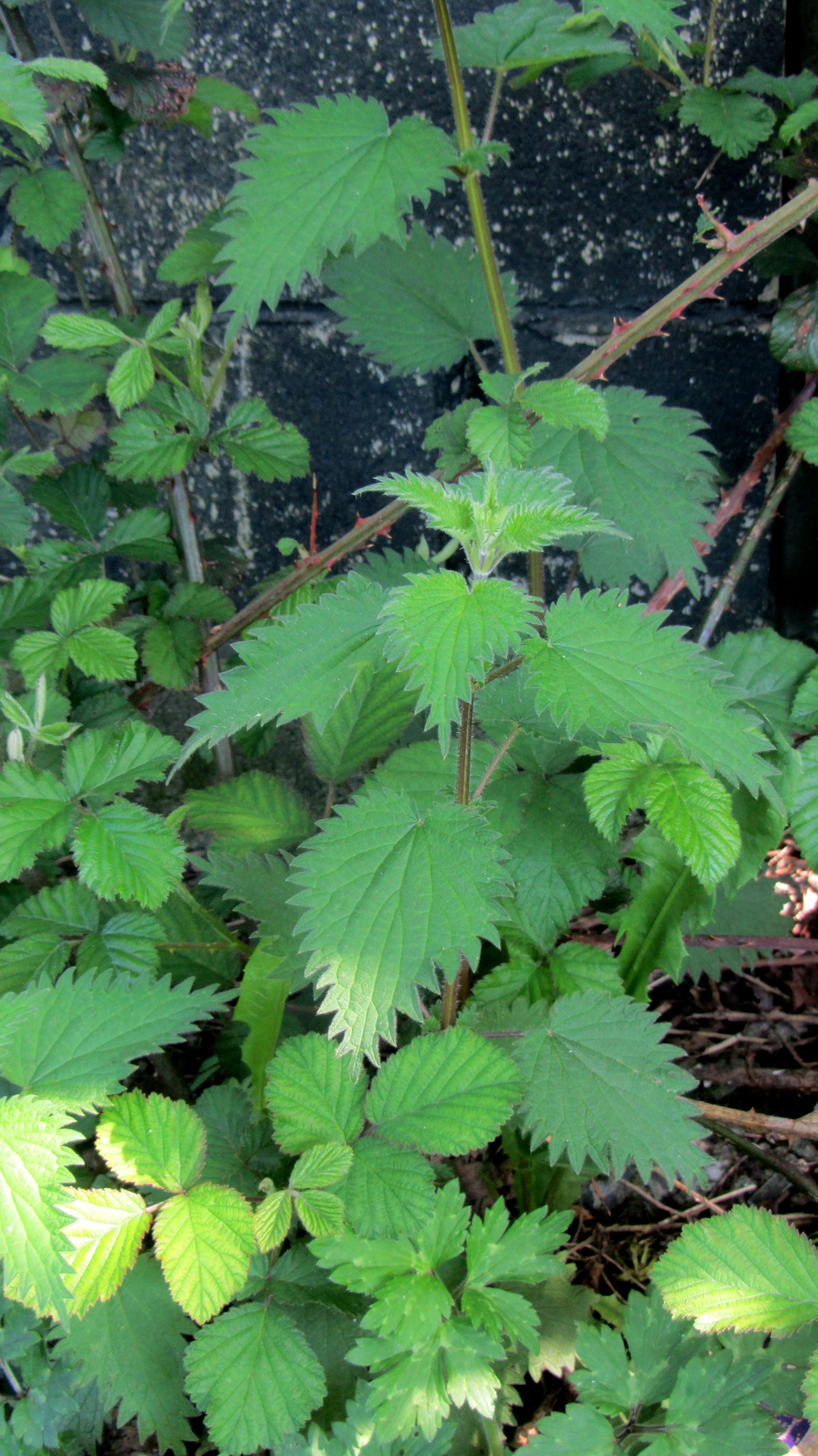 How do you pick nettles?