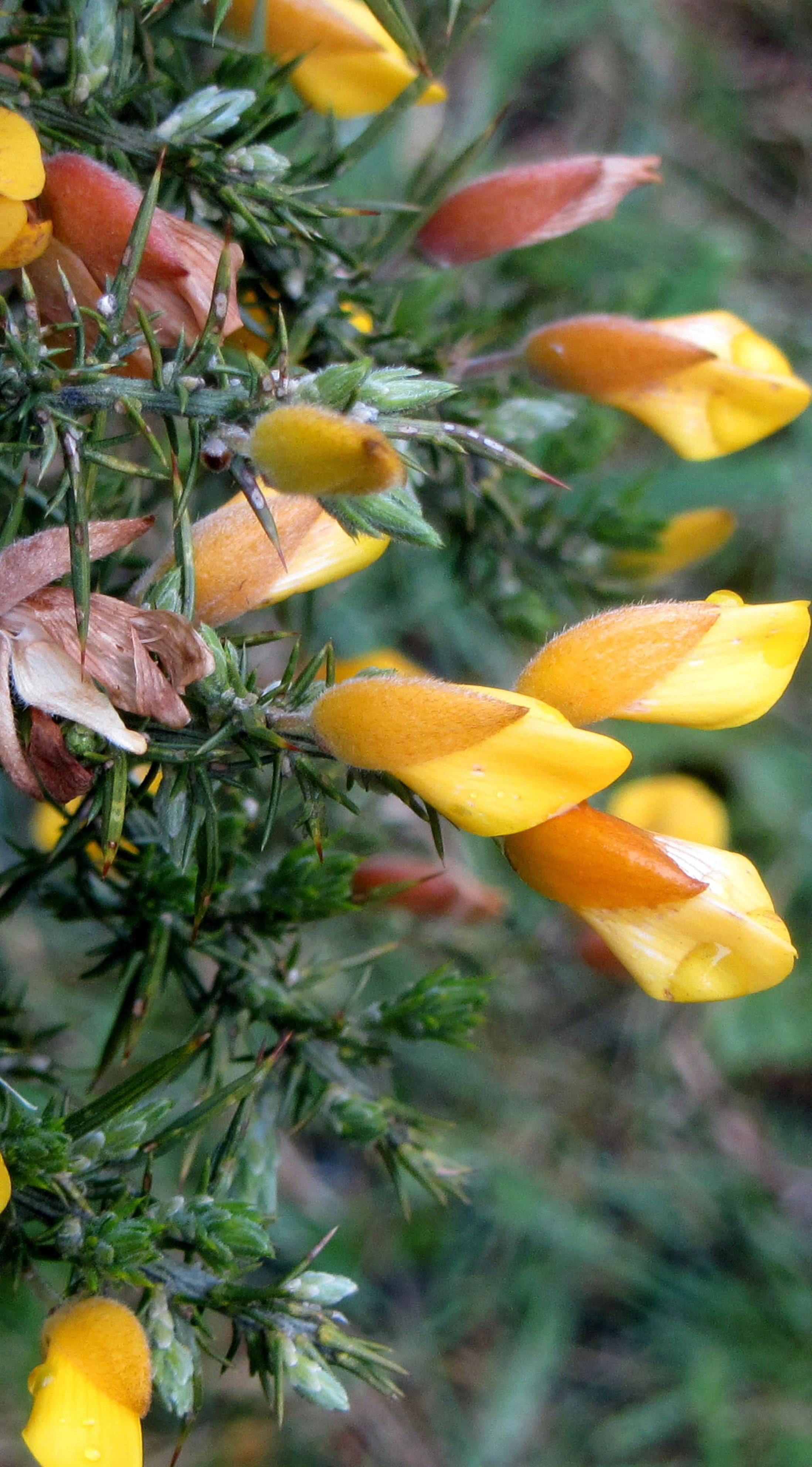 The vivid colour of the Gorse beckons