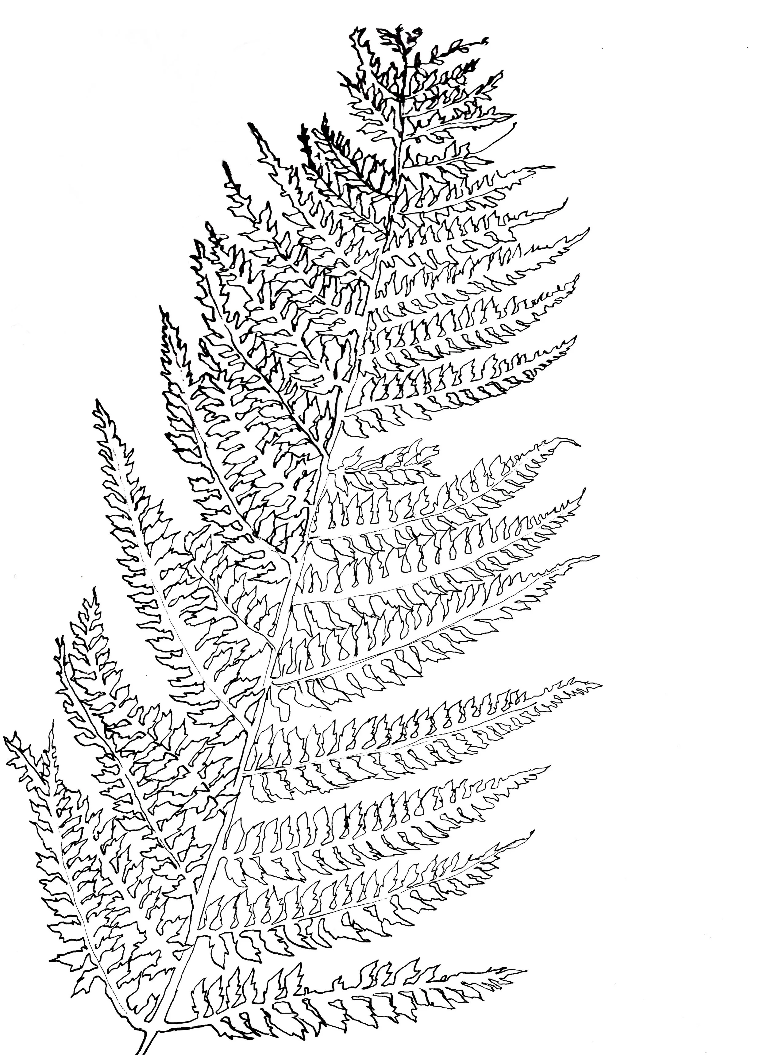 I generate many drawings and paintings to work from