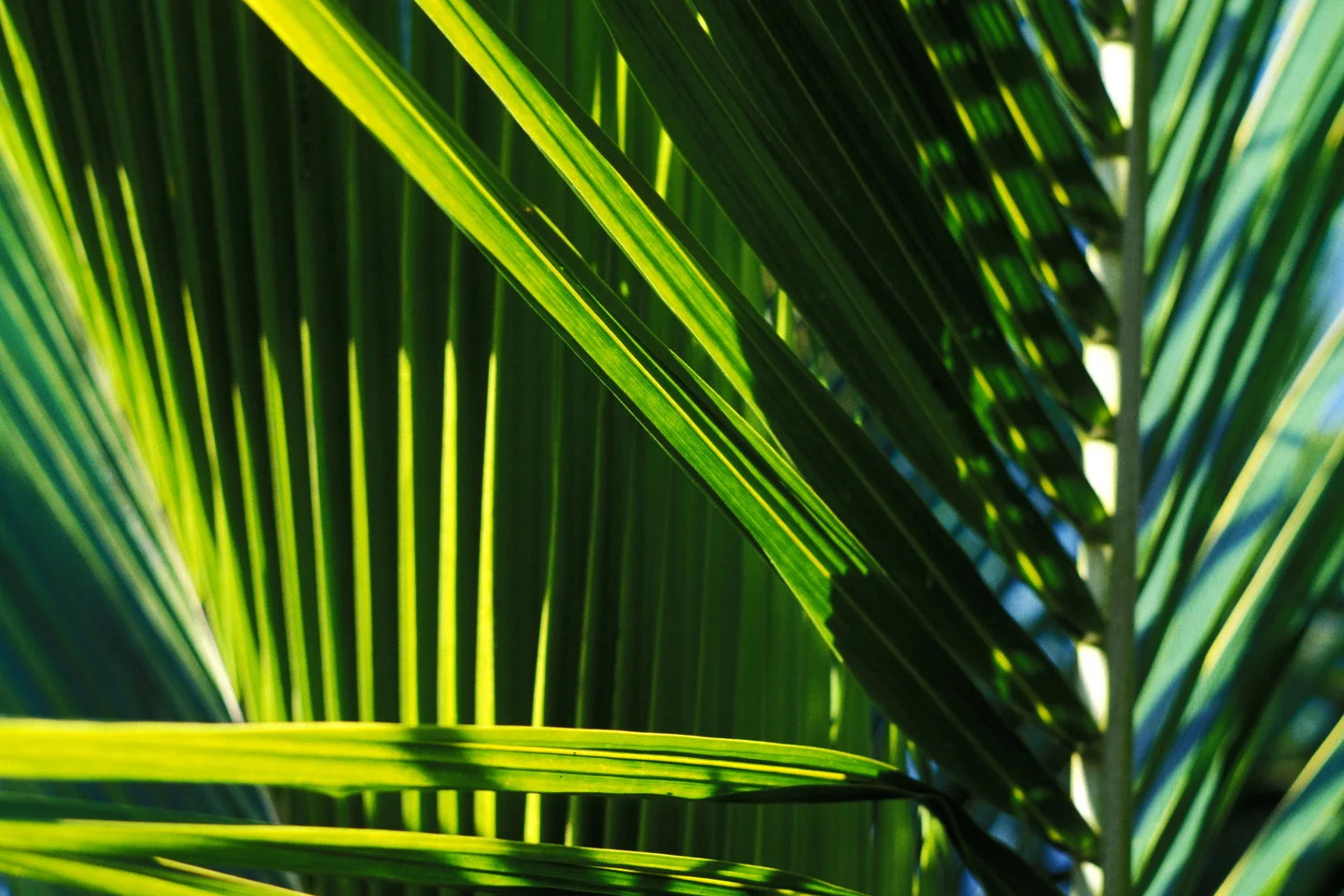 palm leaves sanibel / florida buy here