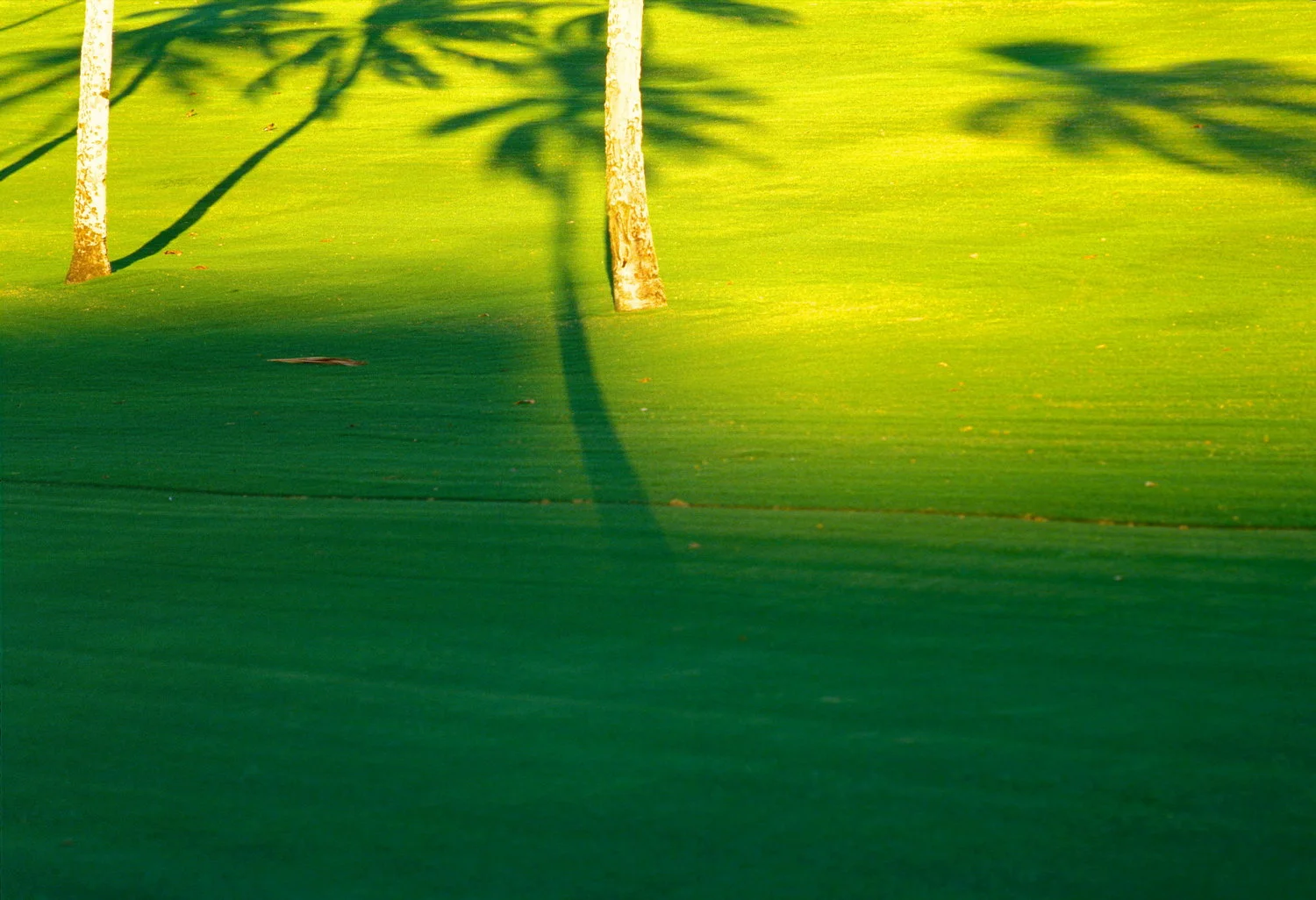 palmshadows on meadow kaanapali /maui / hawaii buy here