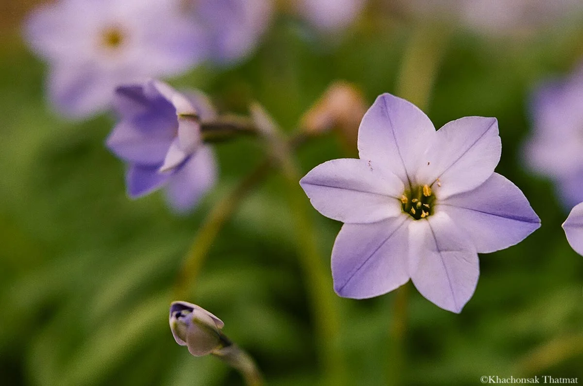 web-flower-7.jpg