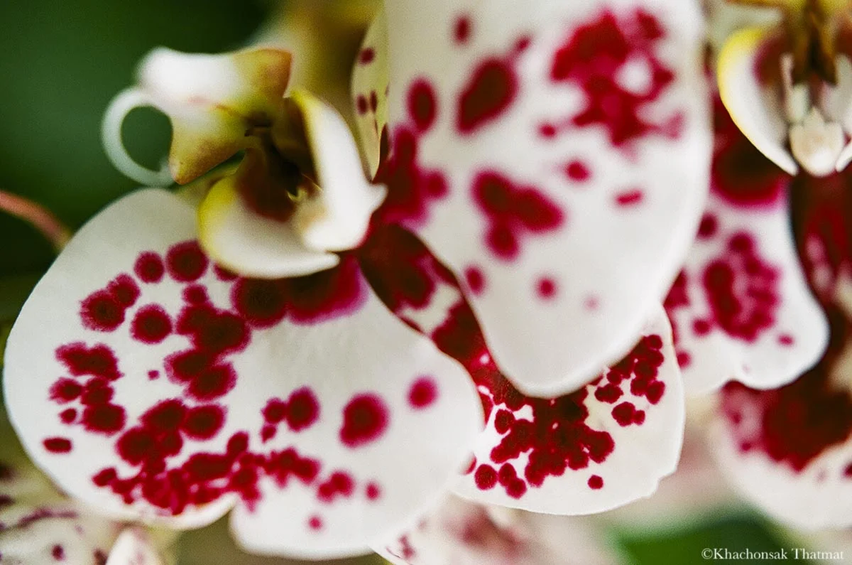 web-flower-24.jpg
