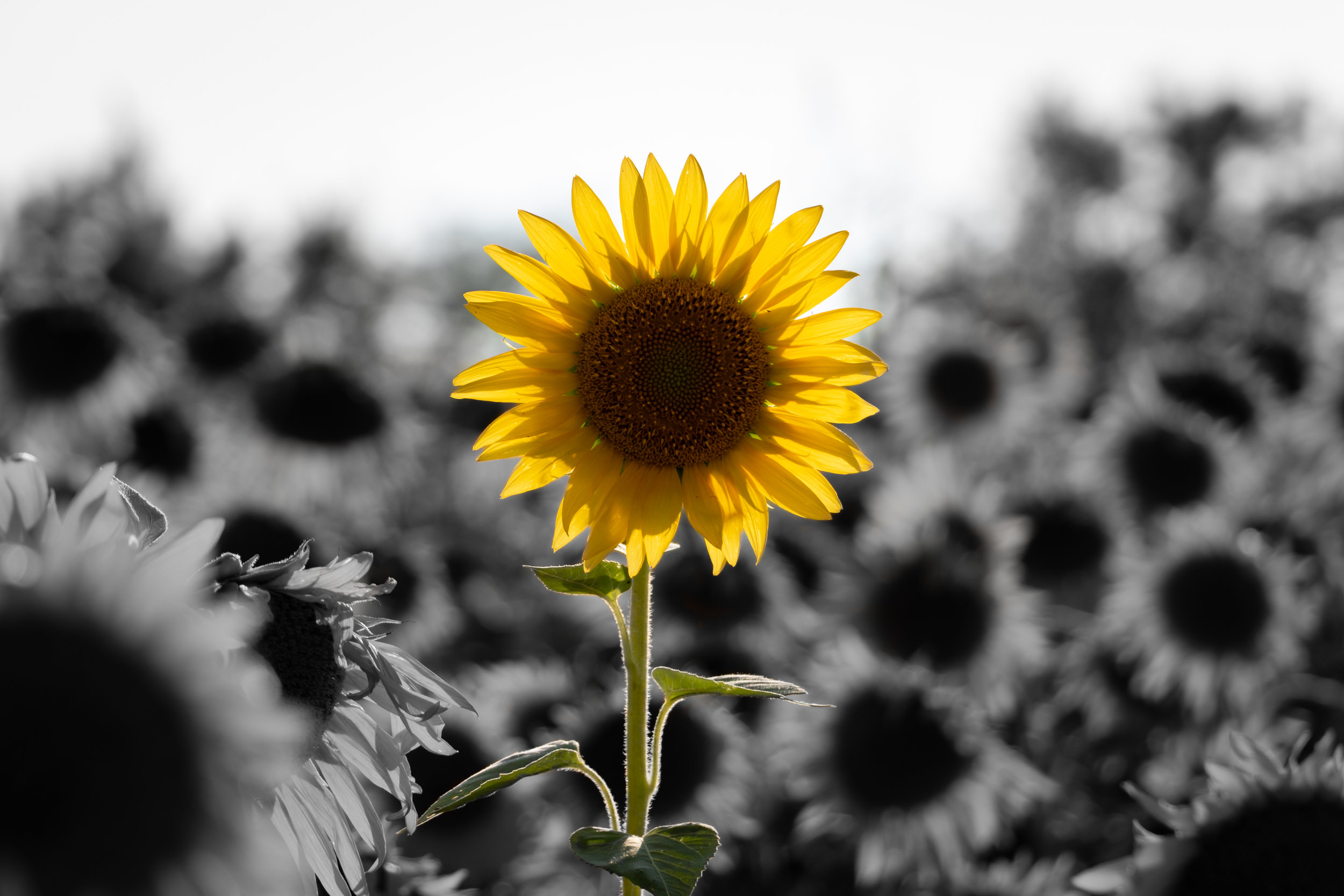 SunflowerField2019-6.jpg