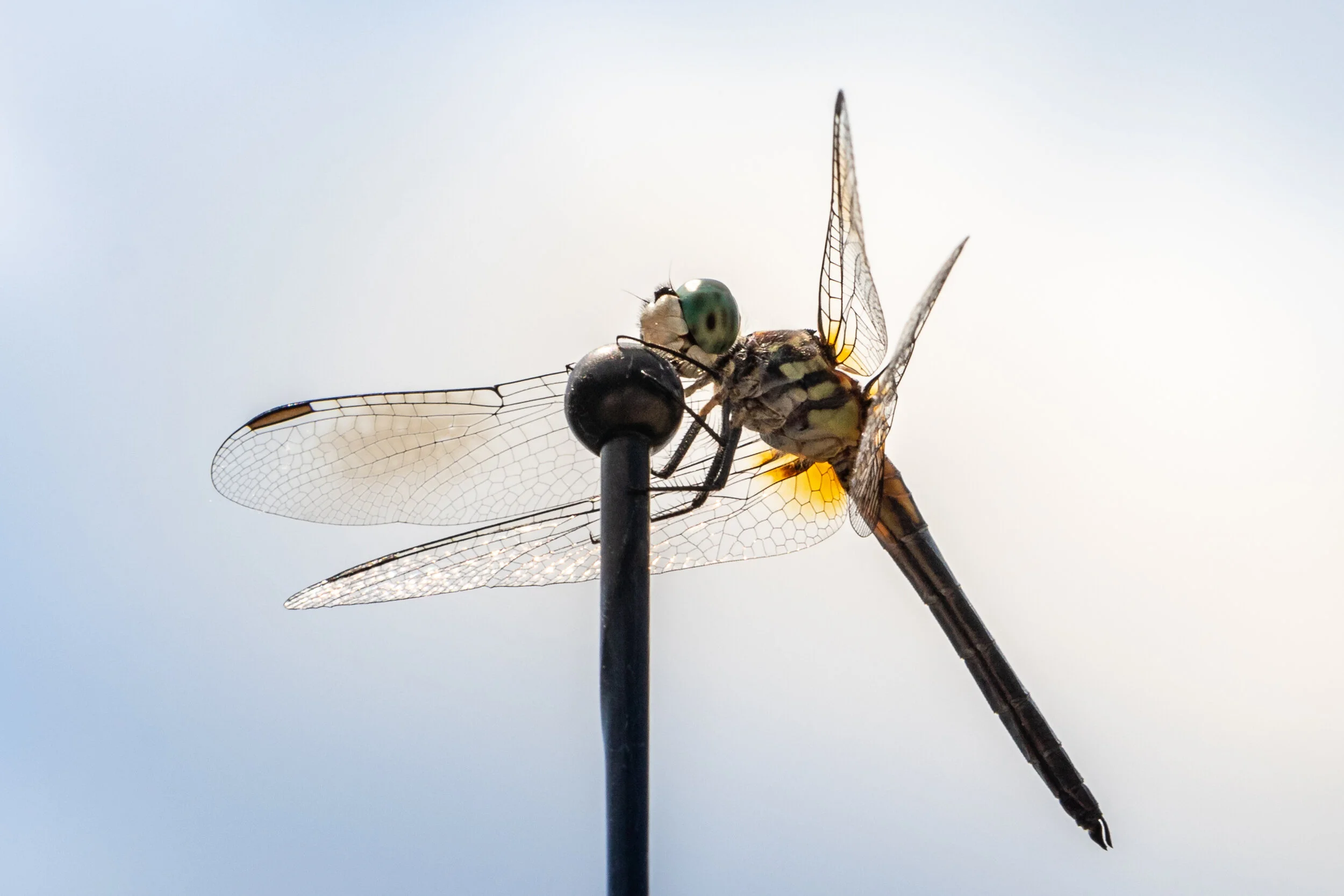 Dragonfly-1.jpg