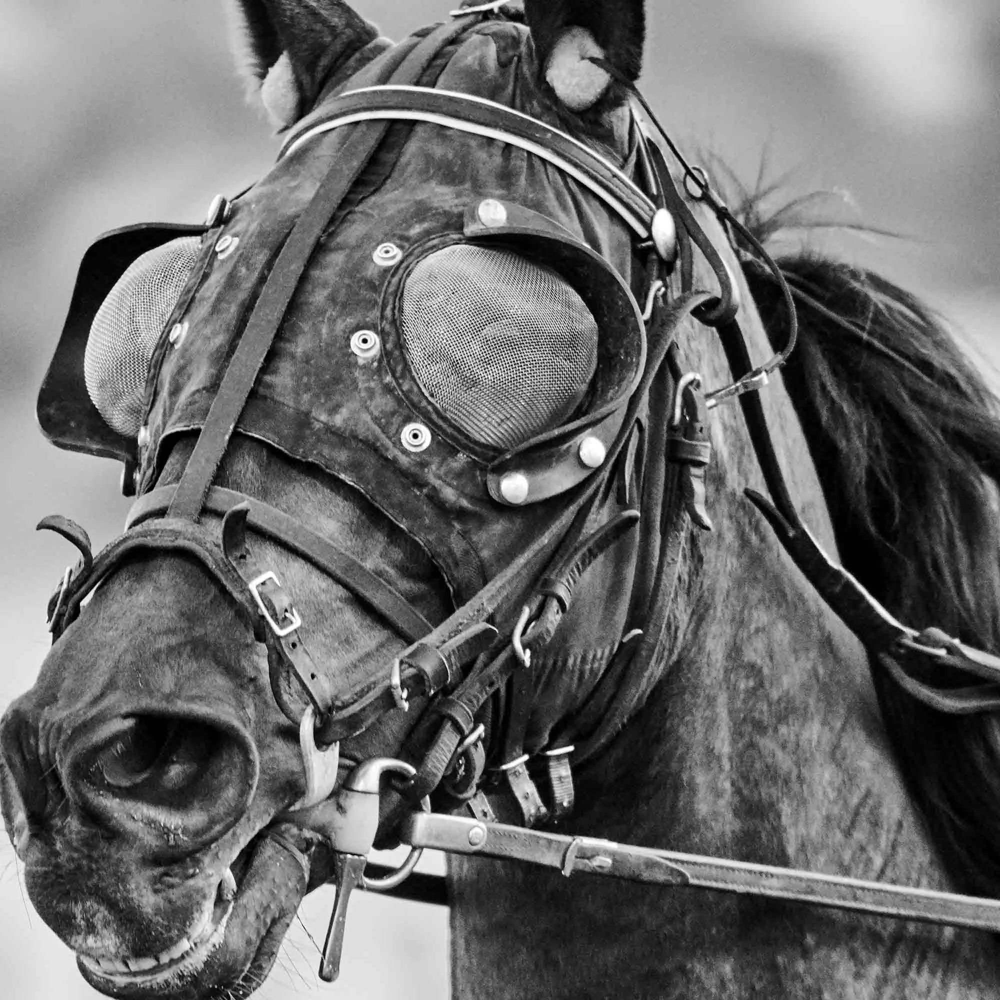 180511_Trotters_0699 2.jpg