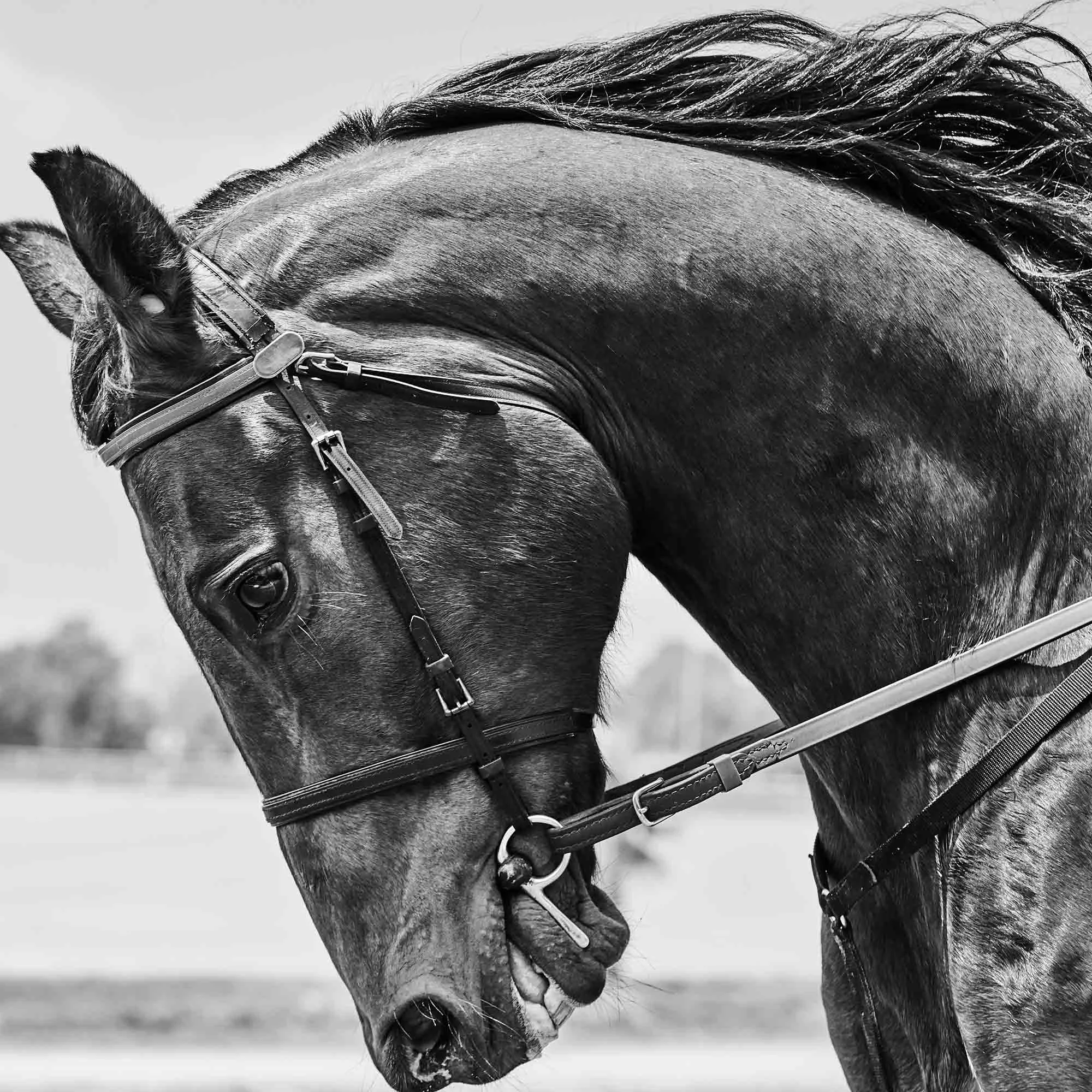 180512_Trotters_0525 1.jpg