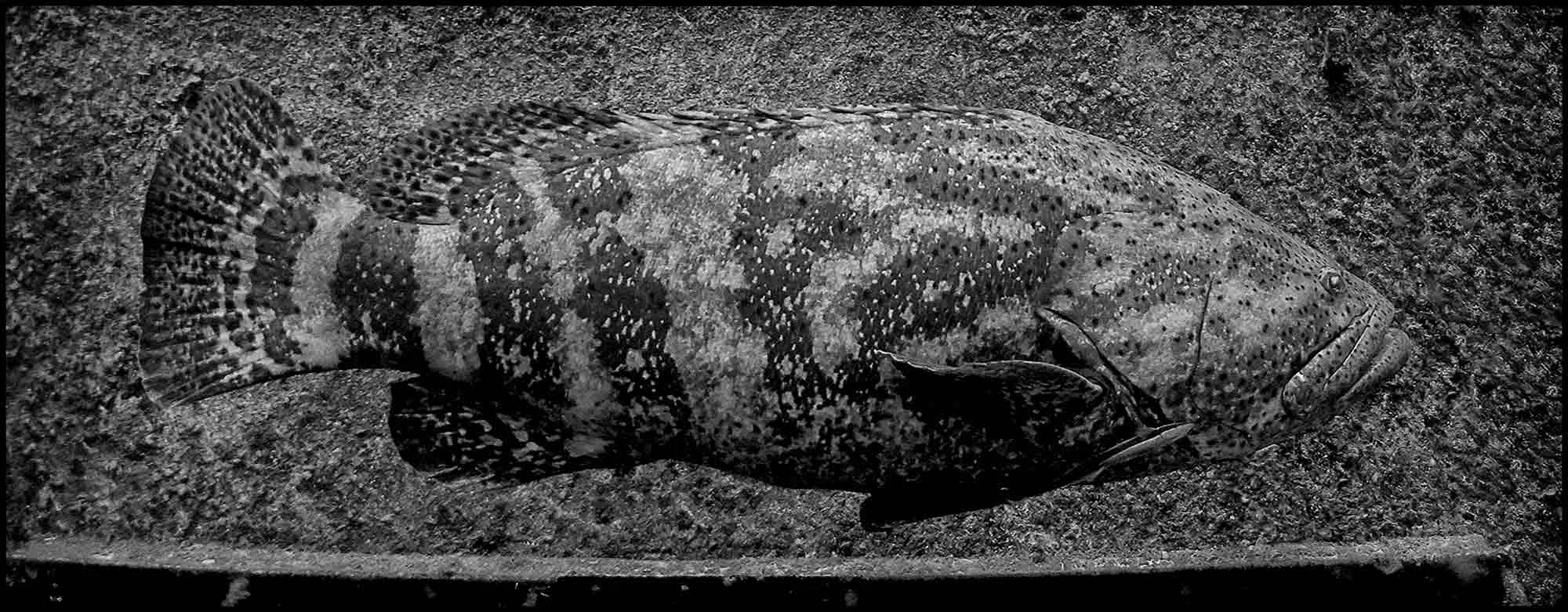 160626_Cayman_0127.1.jpg