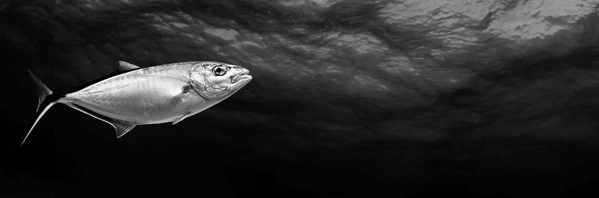 160626_Cayman_0214_Silver_Bar_Jack_01.jpg