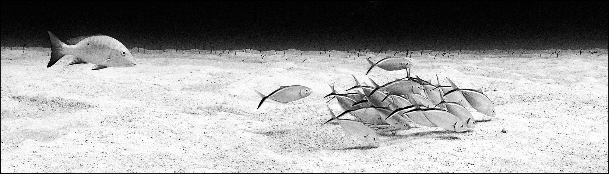 160629_Cayman_0377.jpg