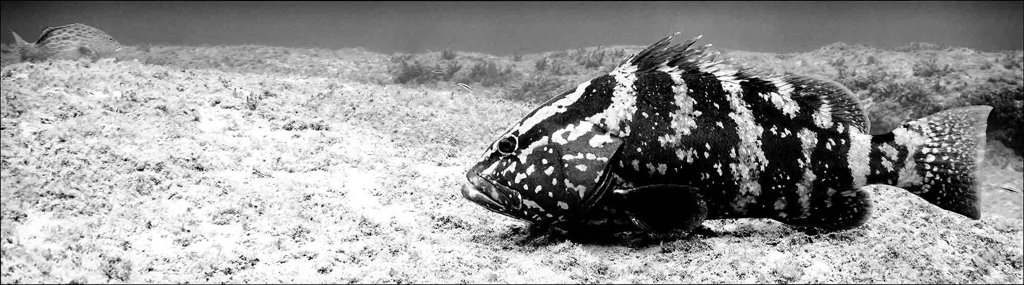 160629_Cayman_0318.1.jpg