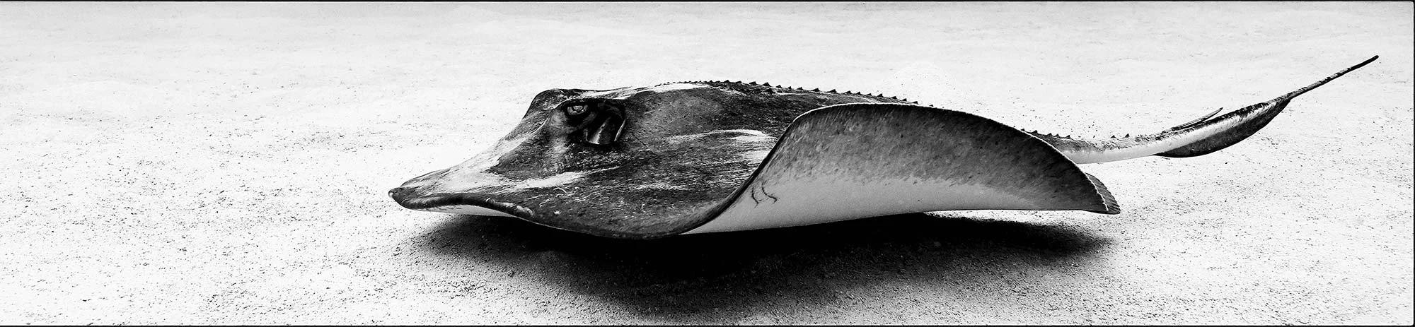 160627_Cayman_0685.1.jpg