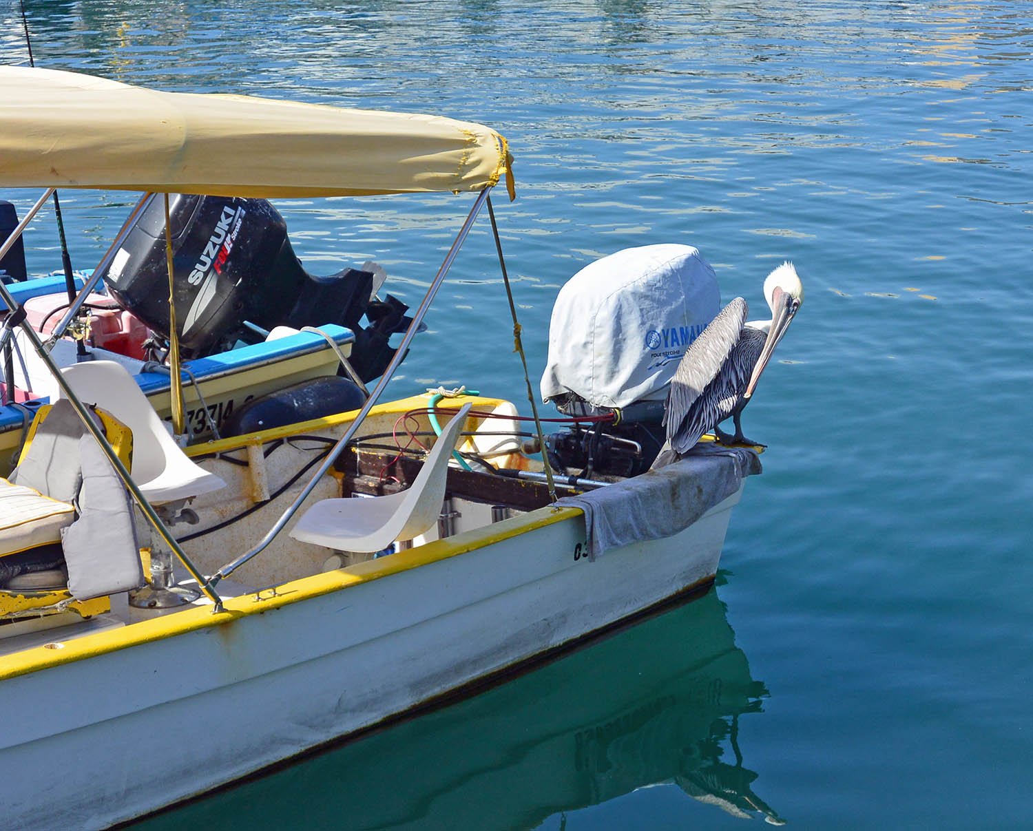 Marina-Pelican.jpg