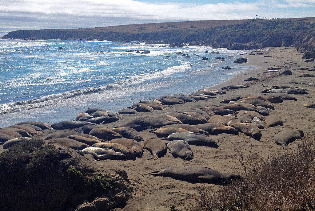 Piedras Blancas Elephant Seal Rookery