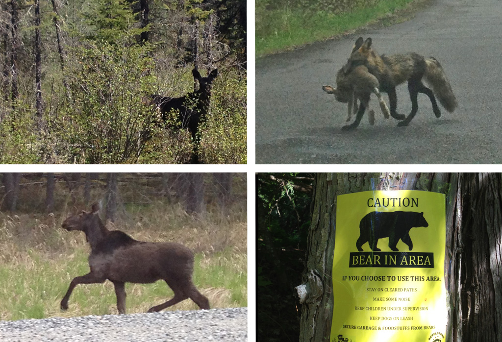 Wildlife-Collage2.jpg