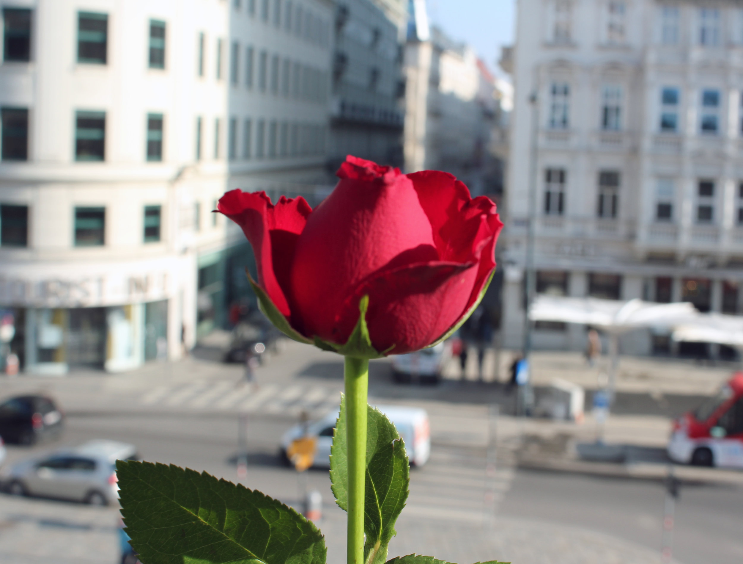 How to see the Opera in Vienna for cheap