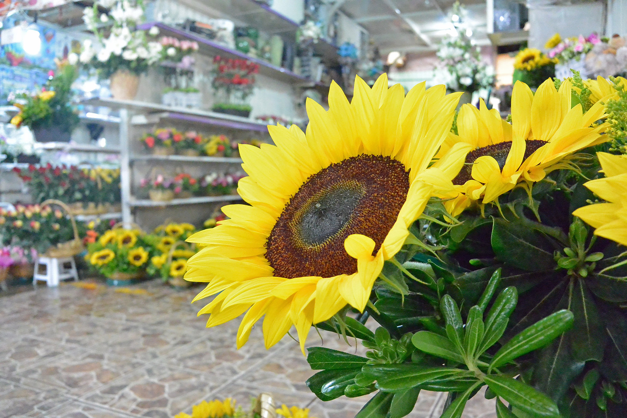 Things to do in Mexico City - Jamaica Flower Market