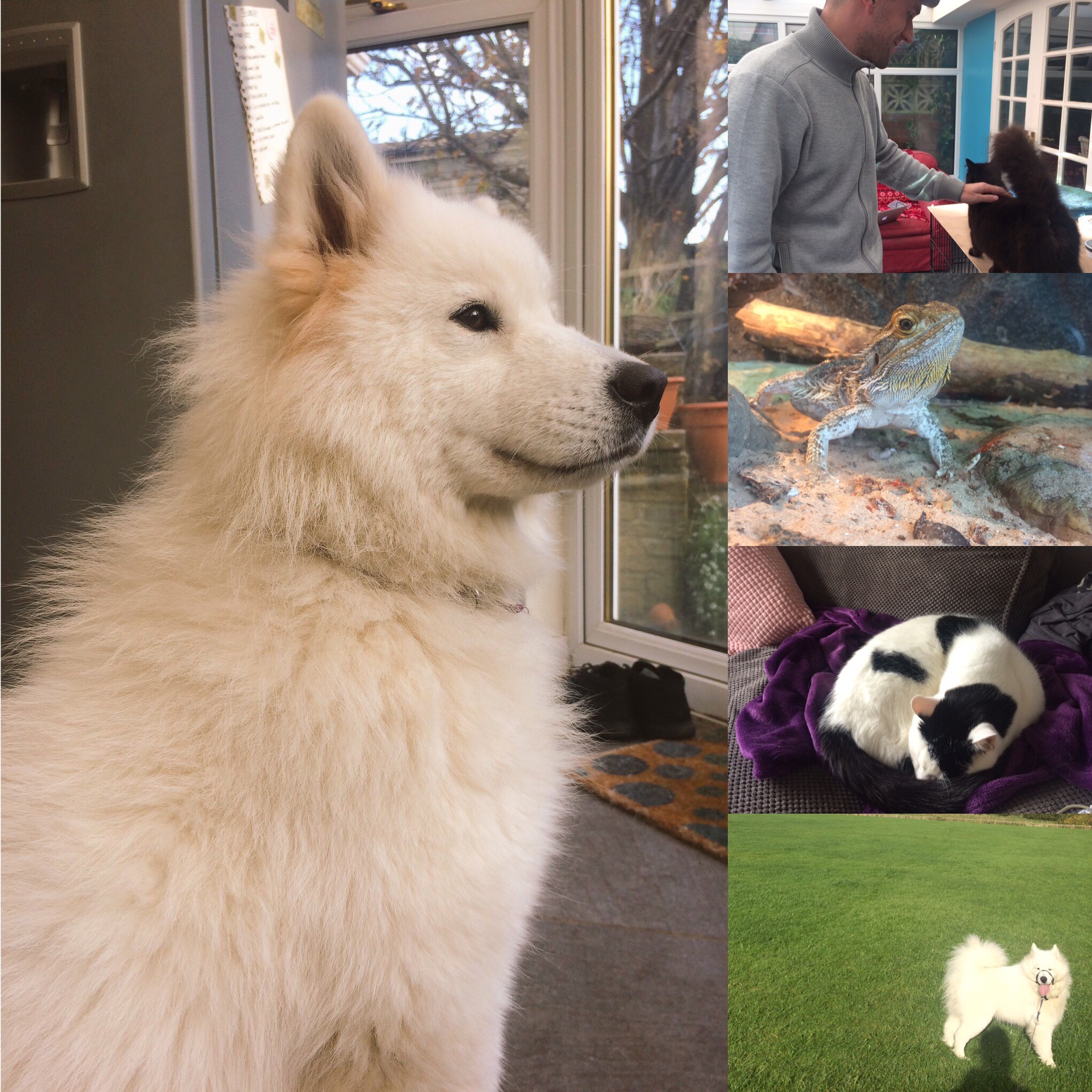 House sitting in the UK