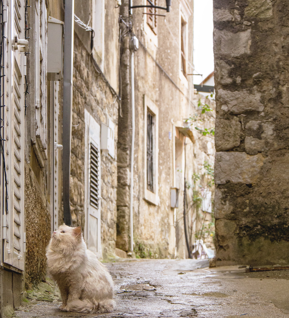 Croatian Cat in Alley