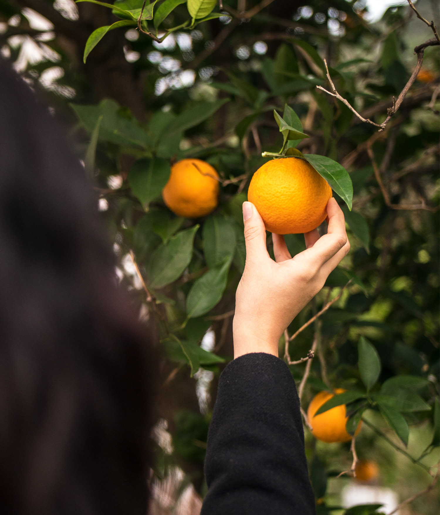 Orange Season in Croatia