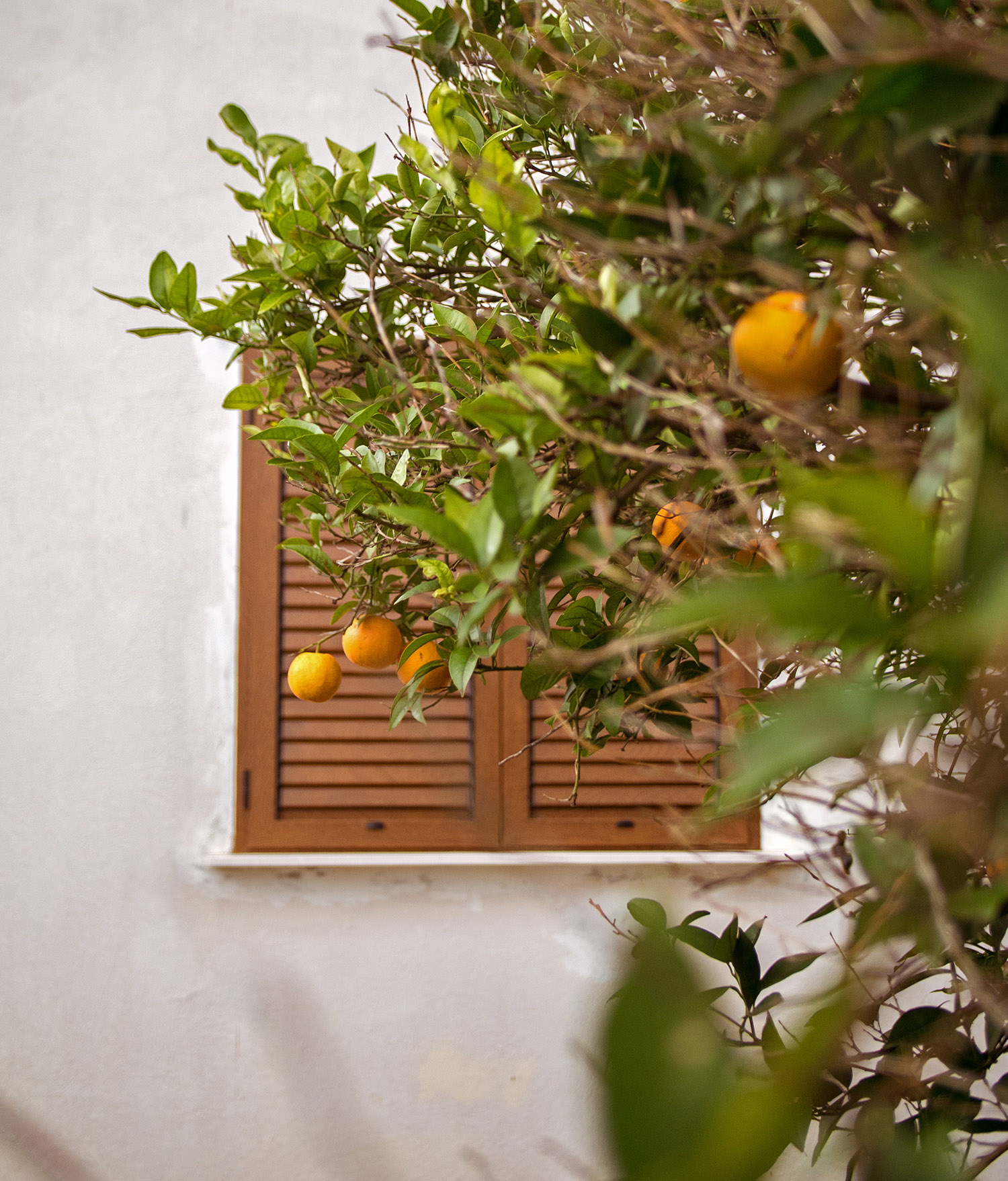 Orange Tree in Peljesac Croatia