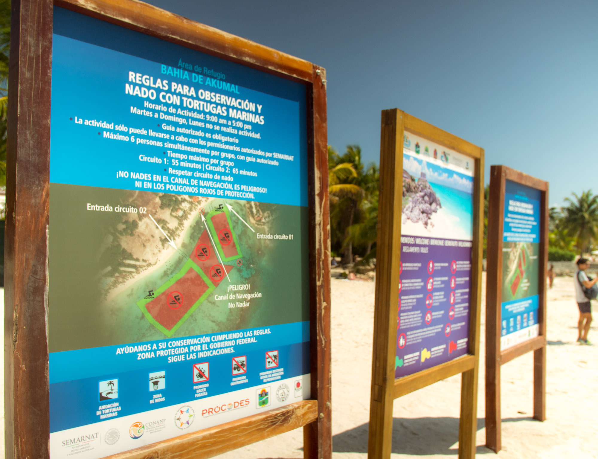 Snorkelling with Sea Turtles in Akumal, Mexico