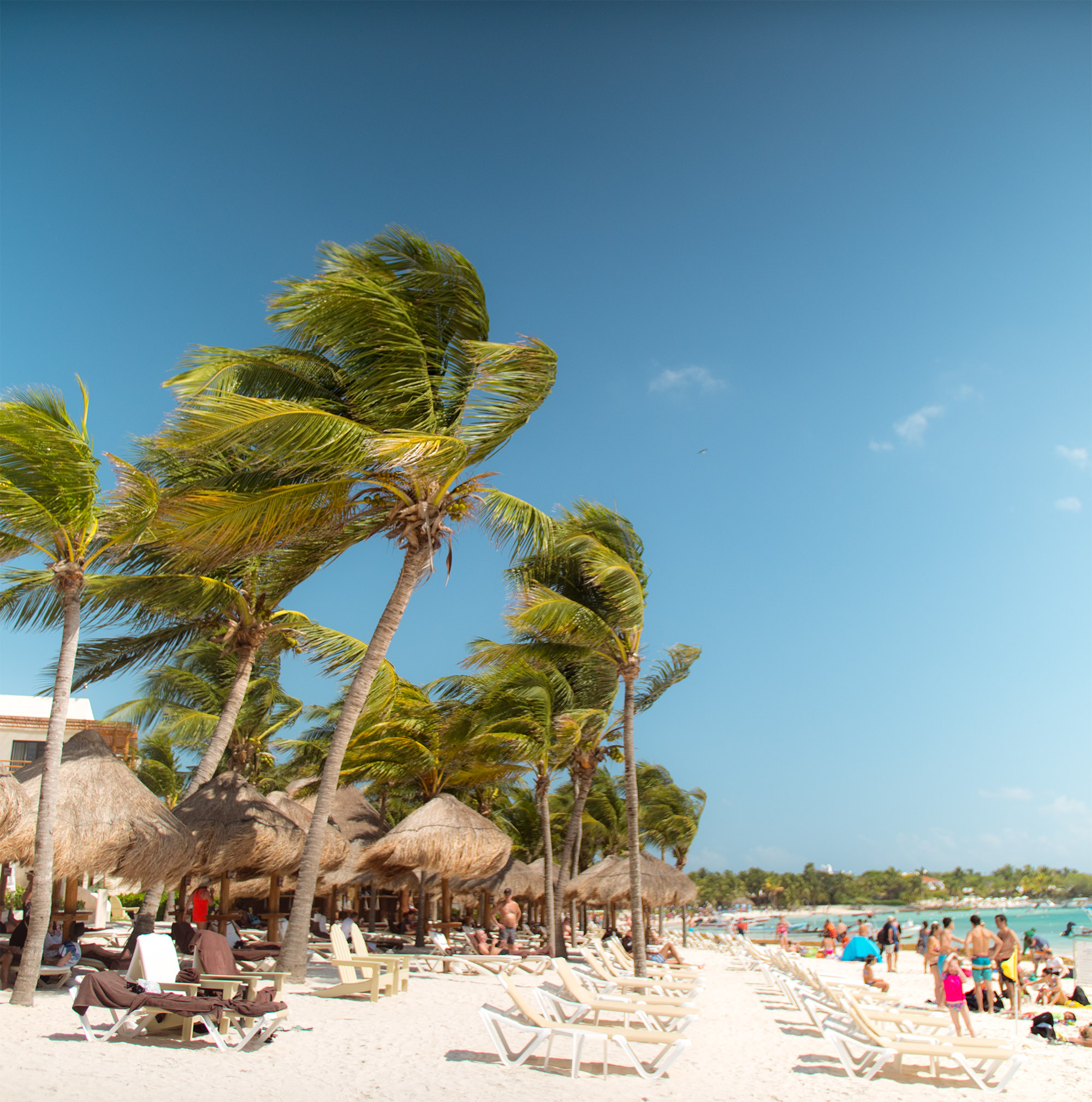 Snorkelling with Sea Turtles, Akumal Mexico
