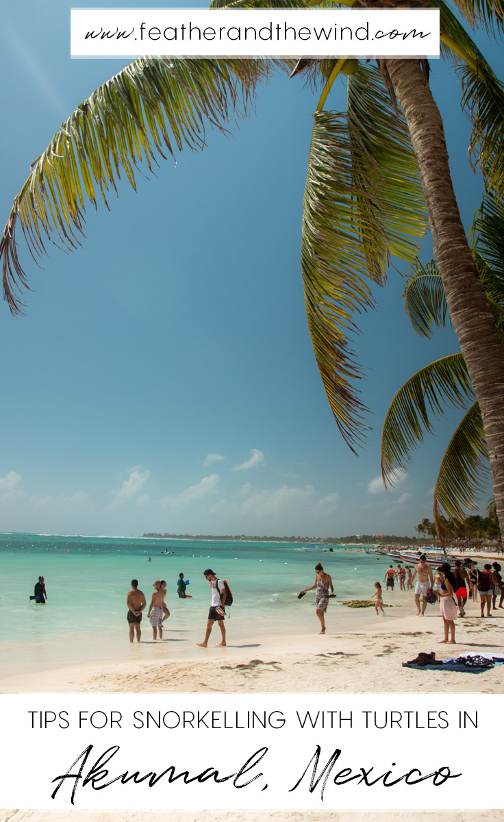 Snorkelling with Sea Turtles in Akumal Mexico