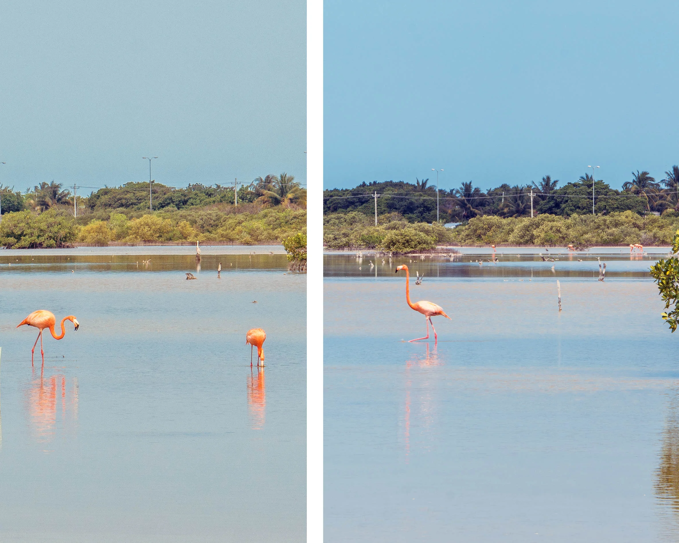 Flamingos near Progreso, Yucatan, Mexico