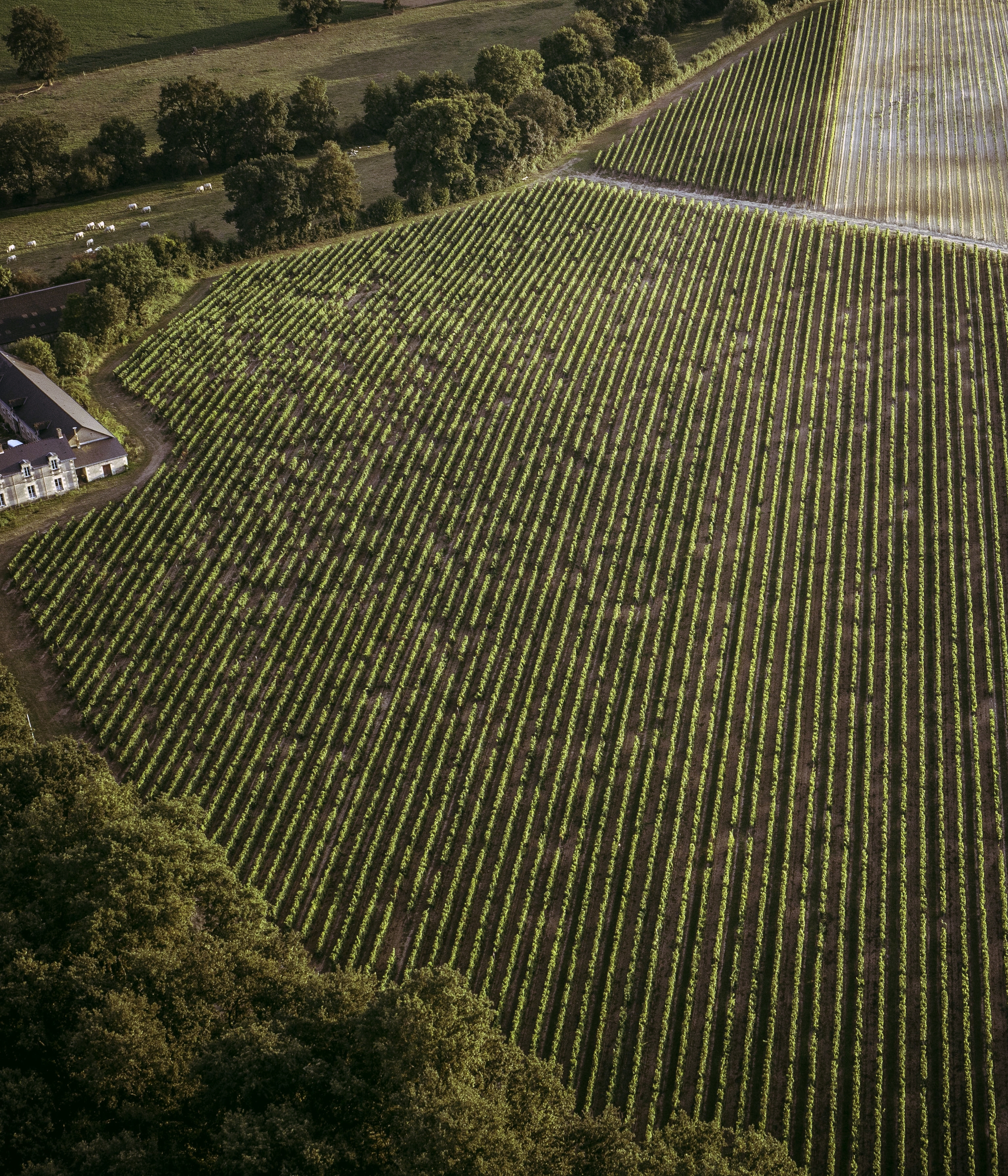 Loire Valley - Hot Air Balloon Ride