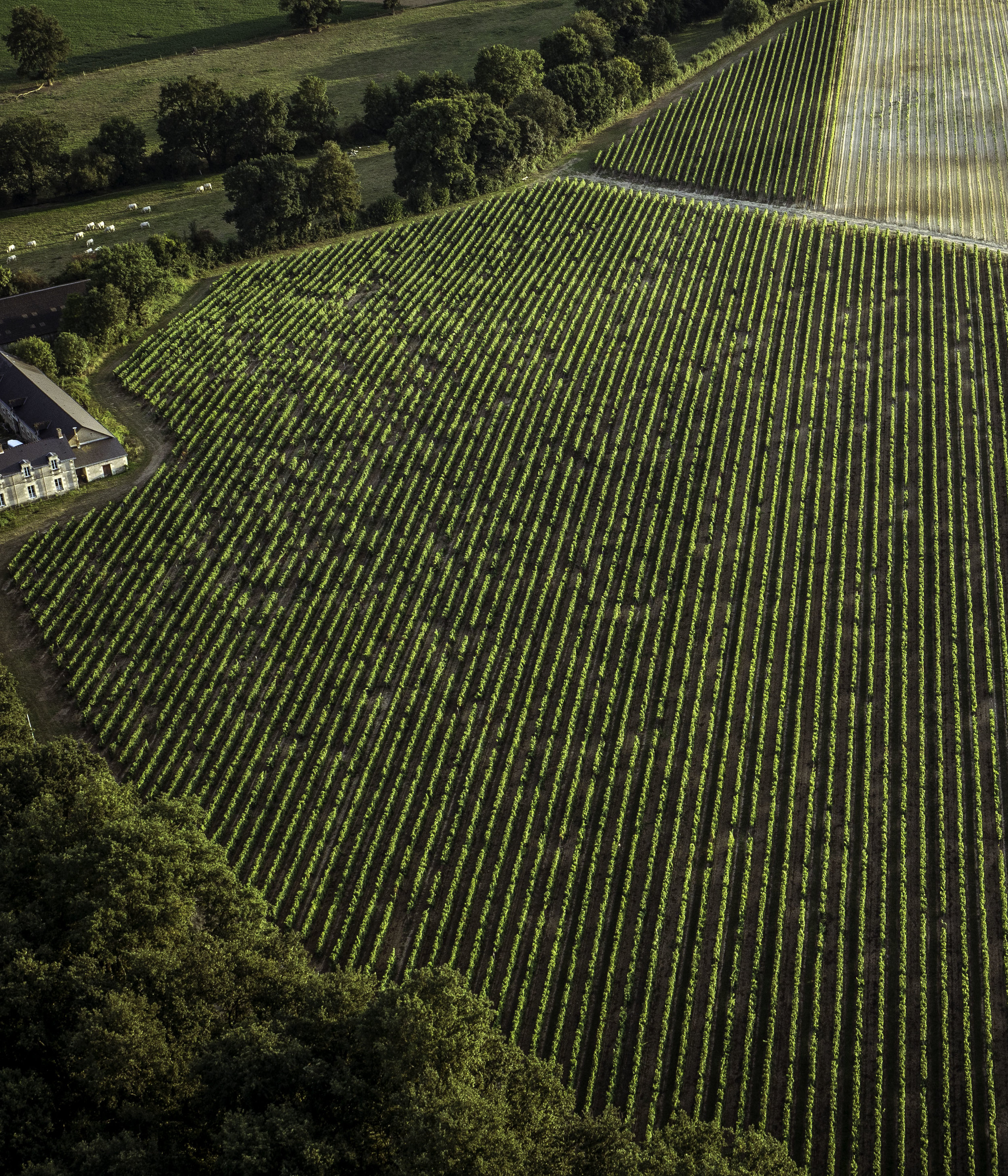 Loire Valley France Vineyards